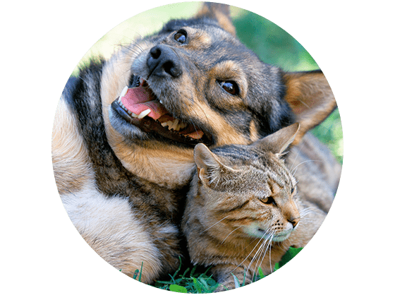 Fox Creek Apartments Layton Apartments Apartments In Layton Ut